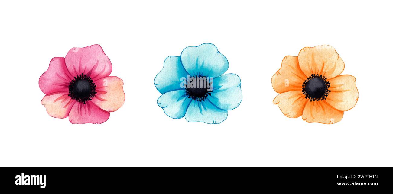 Set of watercolor Flowers. Hand drawn illustration isolated on white ...