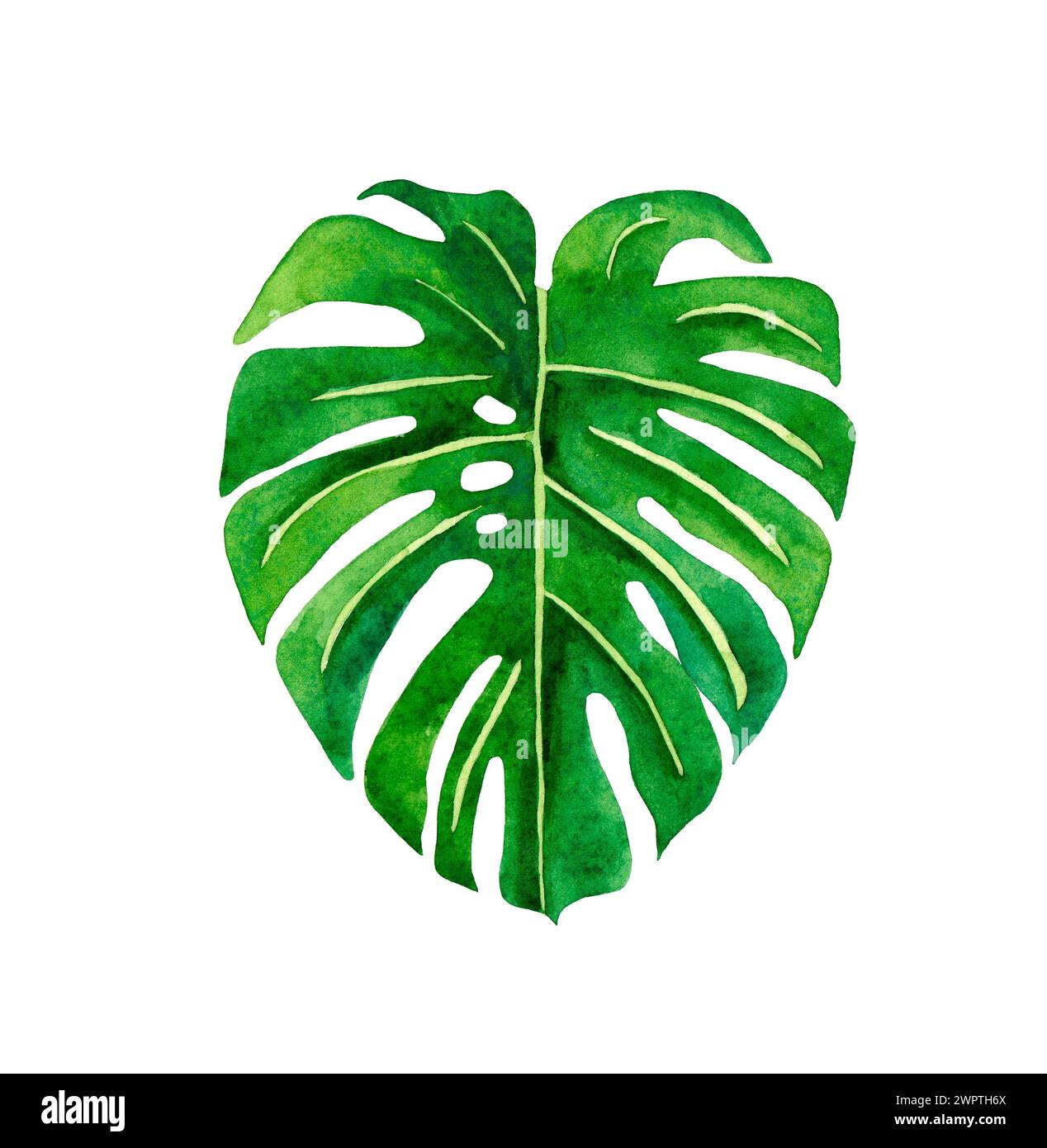 Tropical monstera leaf. Watercolor illustration isolated on white background Stock Photo