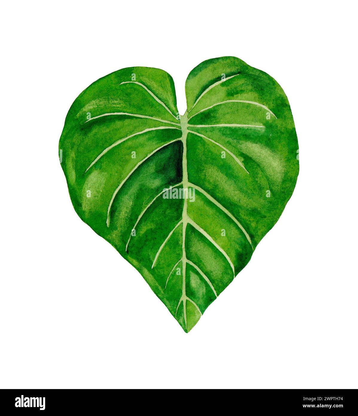 Watercolor hand painted tropical leaf isolated on white background ...