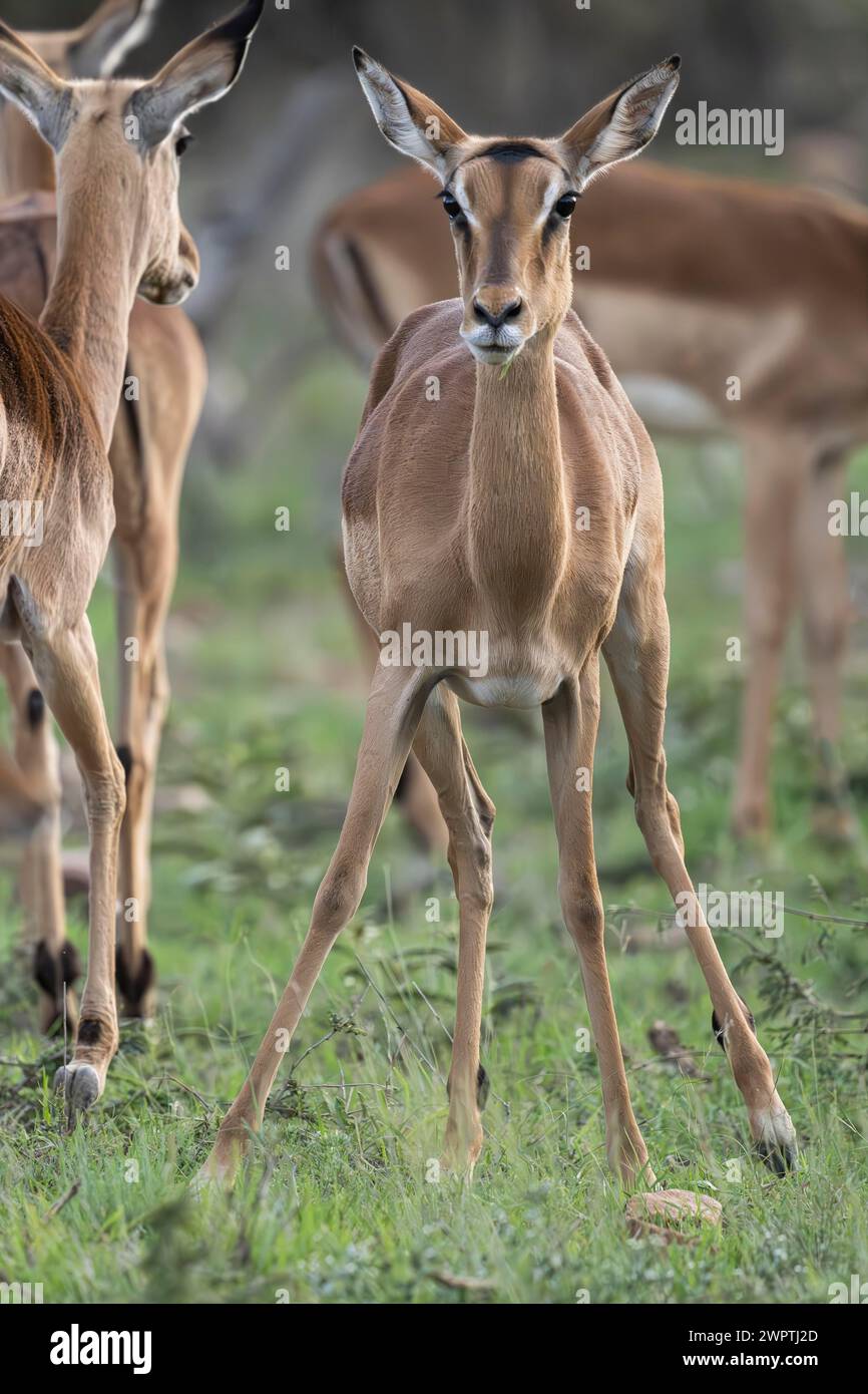 Black Heeler Antelope or Impala (Aepyceros melampus) herd with young, nursery, Madikwe Game Reserve, North West Province, South Africa, RSA Stock Photo