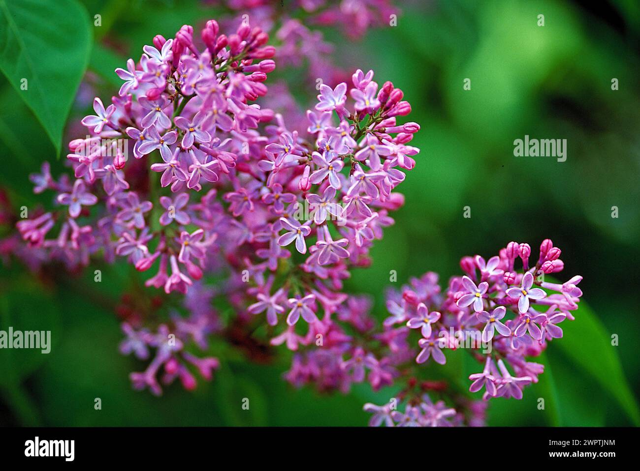 Close-up of purple lilac blossoms with blurred green background Syringa labiate Oleeae Stock Photo