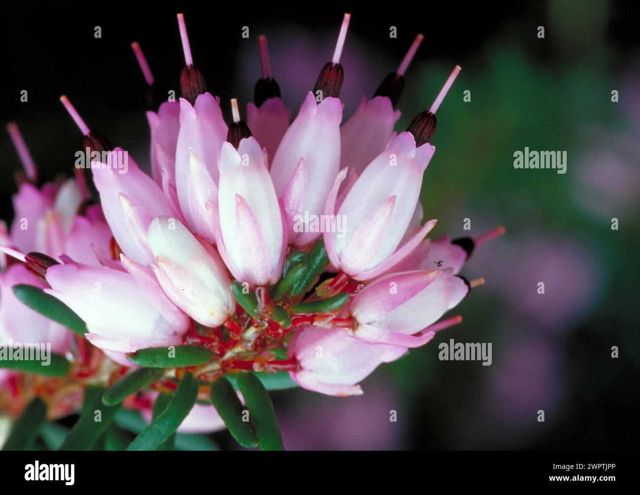 Pink flower clusters with green leaves and visible stamens Heather heath family (Ericaceae) Stock Photo