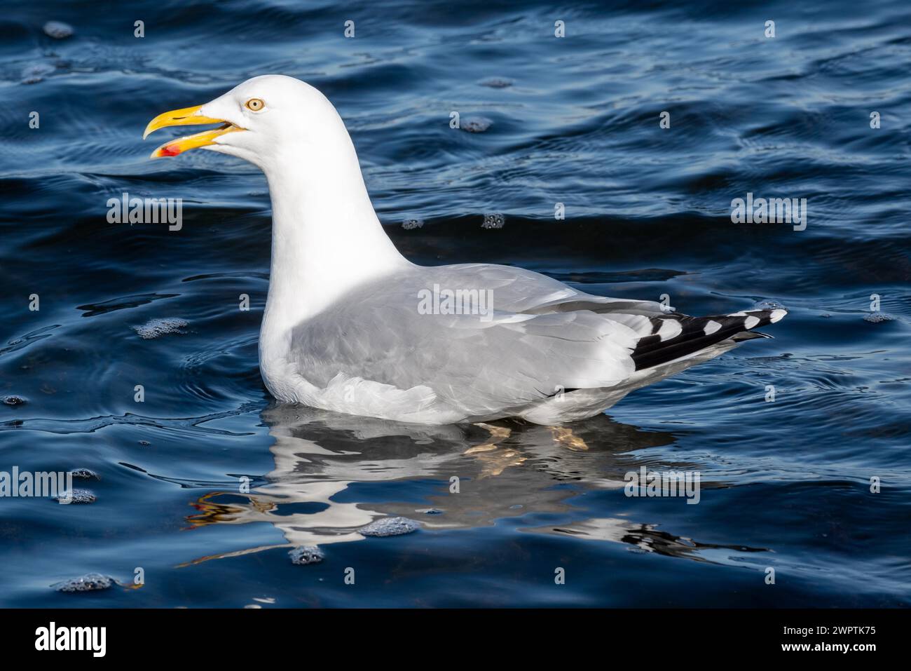 Close-up of a seagull on the water, with clearly visible yellow beak Stock Photo