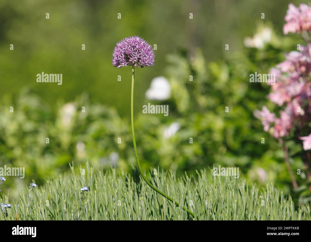 (Allium), inflorescence, North Rhine-Westphalia, Germany Stock Photo