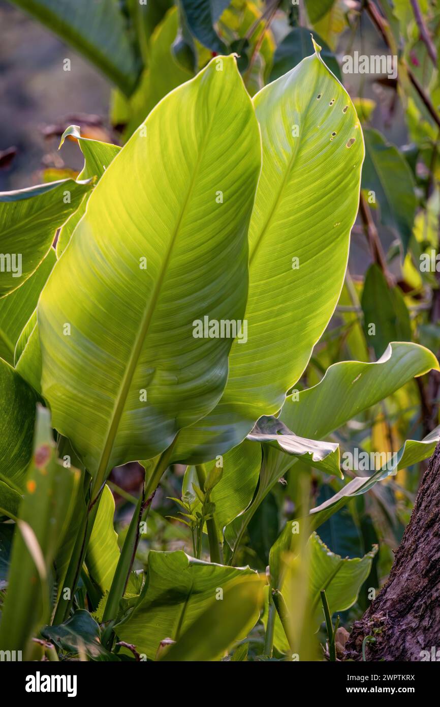 The leaves of an Indian shot plant illuminated by the light of the sunset, in a farm in the eastern Andean mountains of central Colombia. Stock Photo
