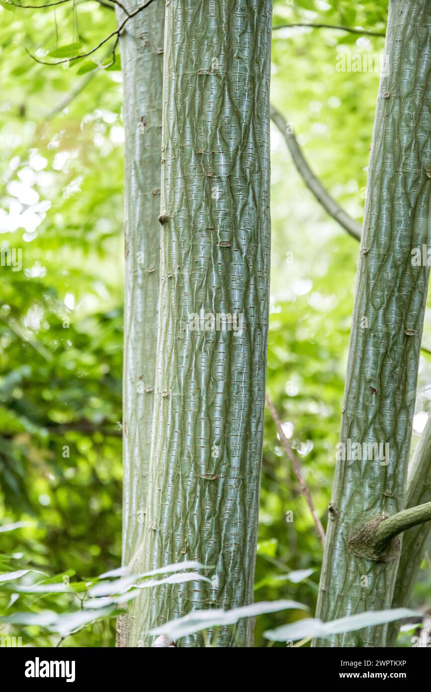 Pere david's maple (Acer davidii), Rotehorn Park, Leitzkau, Saxony-Anhalt, Germany Stock Photo