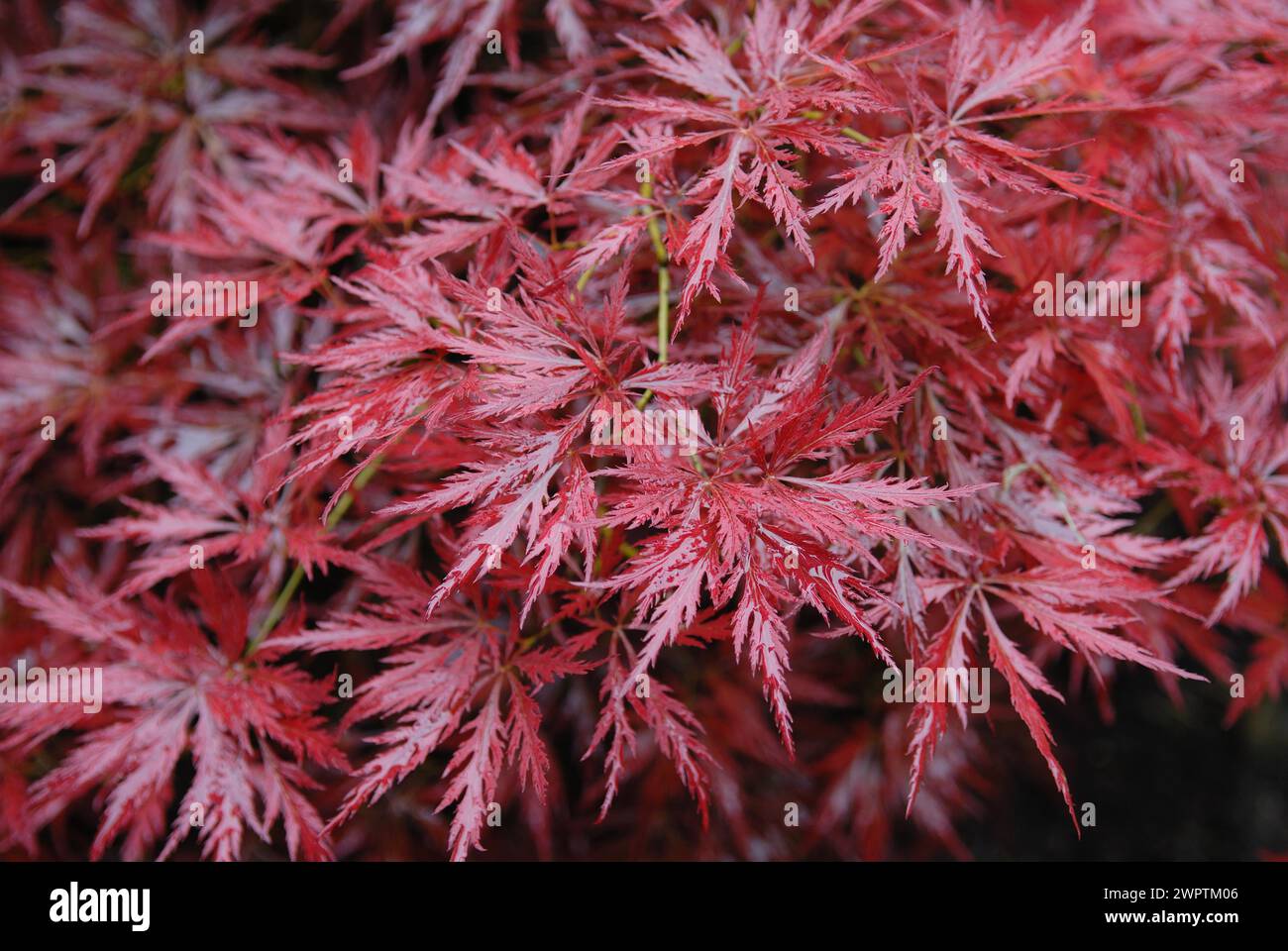 Acer palmatum 'Orangeola' Stock Photo