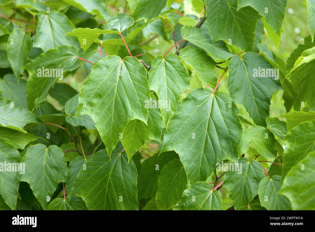 Snakeskin maple (Acer rufinerve), Arboretum Liebschwitz, Thuringia ...