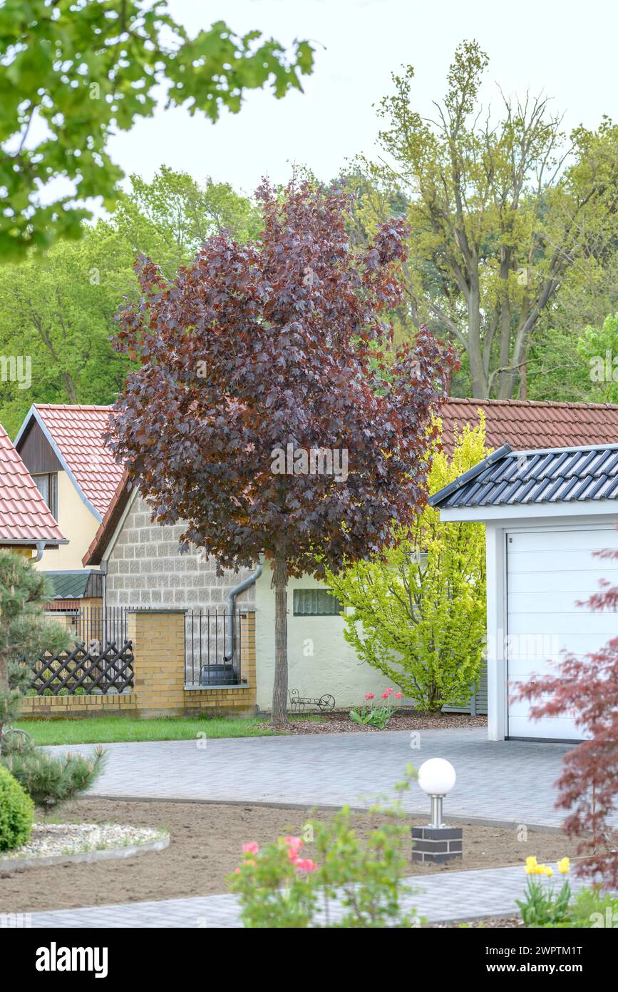 Red Norway maple (Acer platanoides 'Faassen's Black'), Beeskow, Brandenburg, Germany Stock Photo