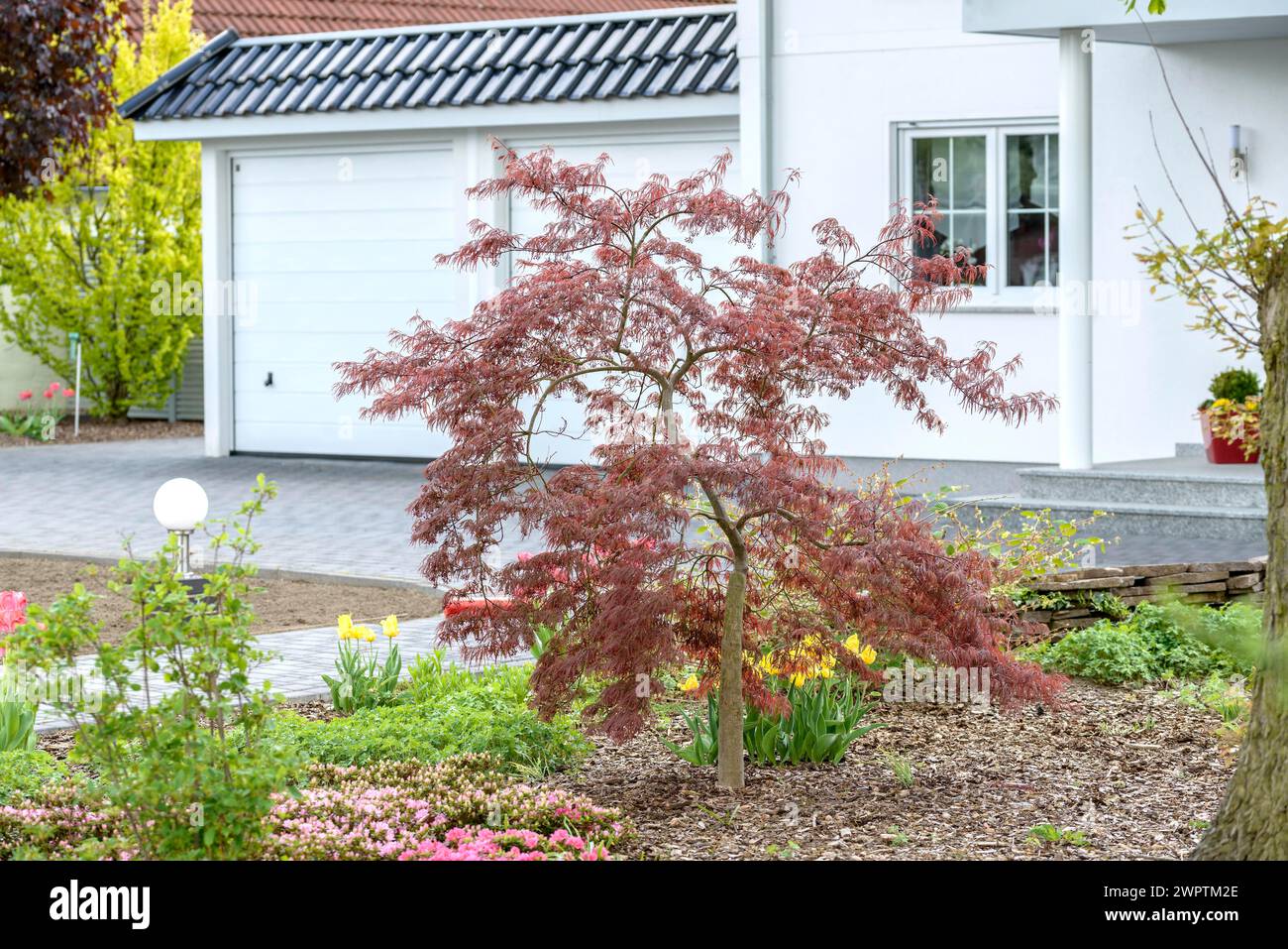 Fan maple (Acer palmatum 'Garnet'), Beeskow, Brandenburg, Germany Stock Photo