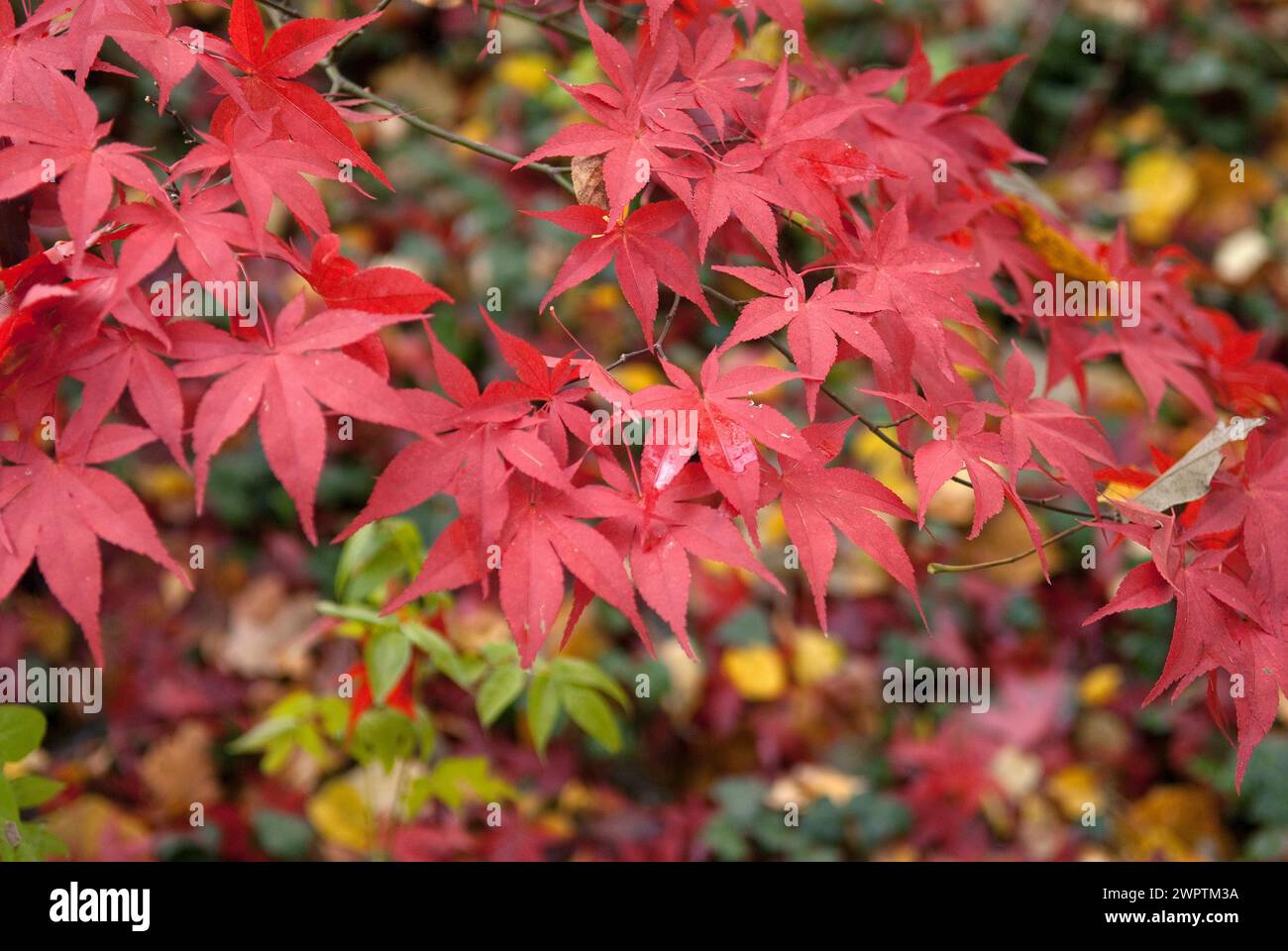 Red japanese maple color hi-res stock photography and images - Alamy