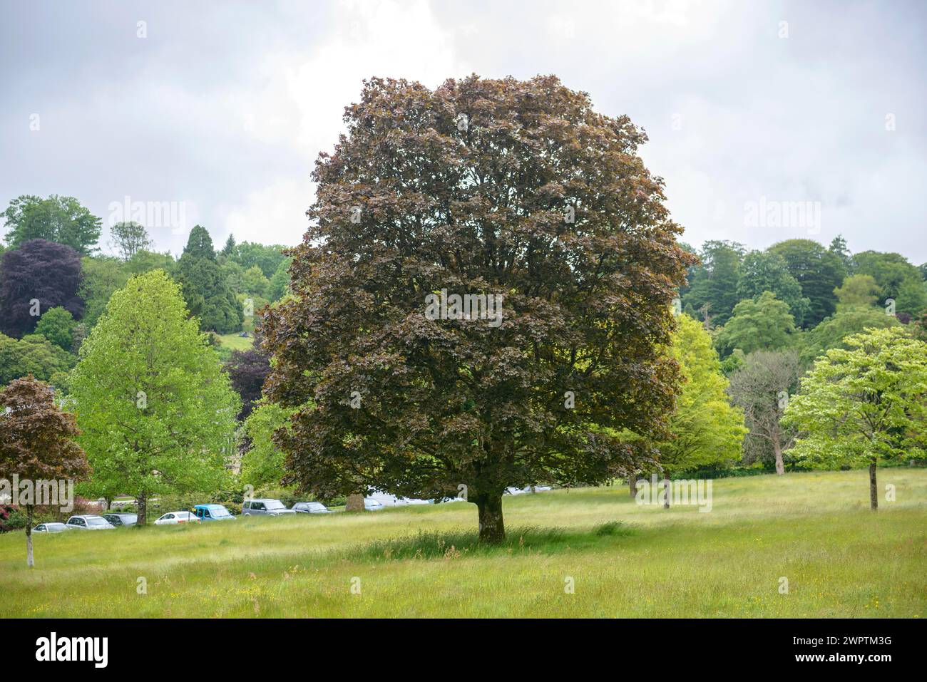 Norway maple (Acer platanoides 'Schwedleri'), Lanhydrock House & Garden, Bodmin, England, Great Britain Stock Photo