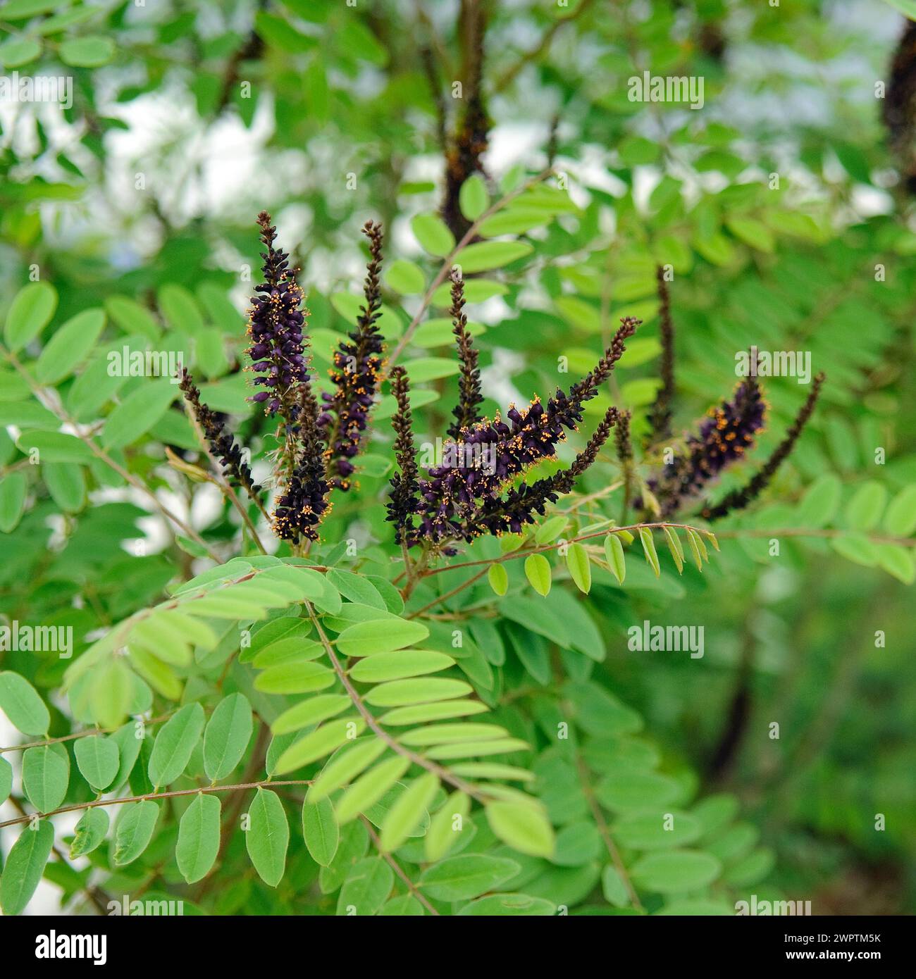 False indigo-bush (Amorpha fruticosa), Ronneburg, 81 Stock Photo