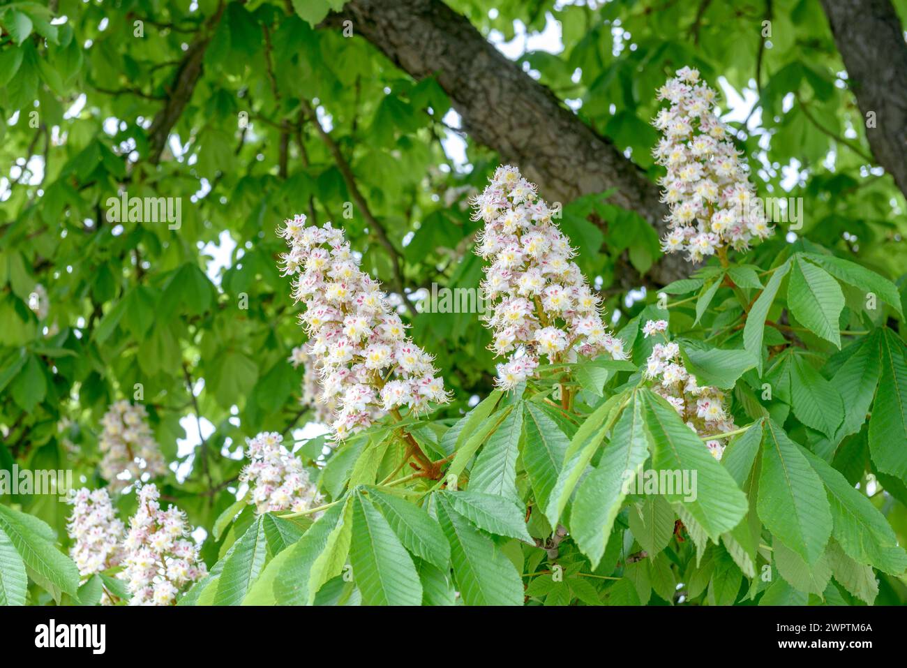 Horse-chestnut (Aesculus hippocastanum), Beeskow, Brandenburg, Germany Stock Photo
