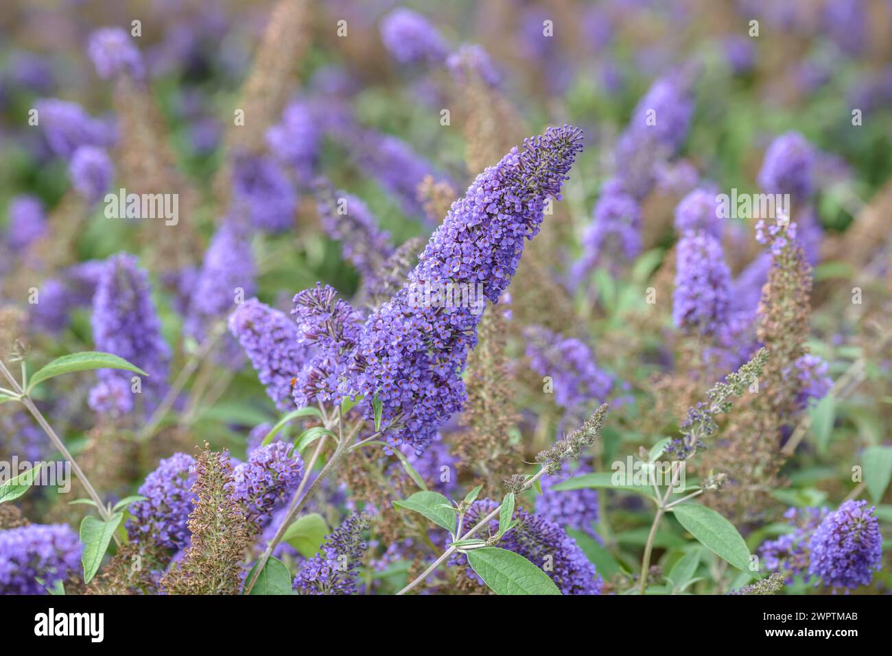 Summer lilac (Buddleja davidii 'Ellen's Blue'), BS Saemann, Bautzen, Saxony, Germany Stock Photo
