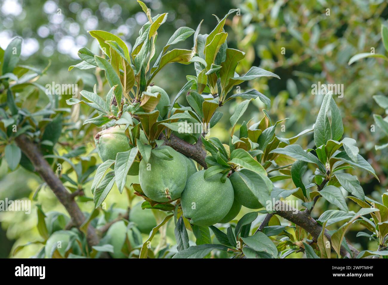 Cathaya ornamental quince (Chaenomeles cathayensis), Paul Schwieters nursery, Rosendahl-Holtwick, Lower Saxony, Germany Stock Photo