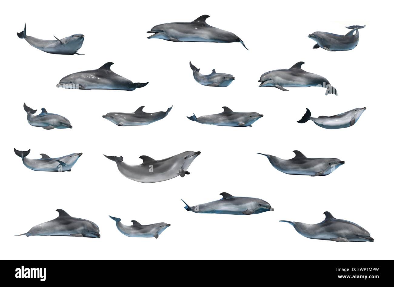 dolphins isolated on a white background Stock Photo - Alamy