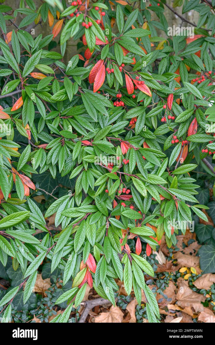 Cotoneaster (Cotoneaster floccosus) Stock Photo