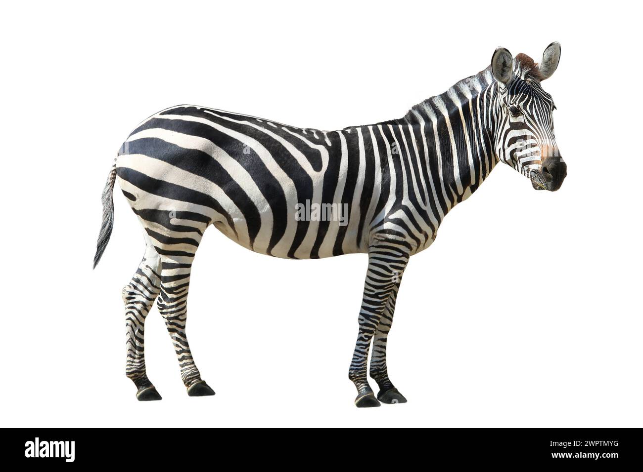 Zebra  on white background Stock Photo