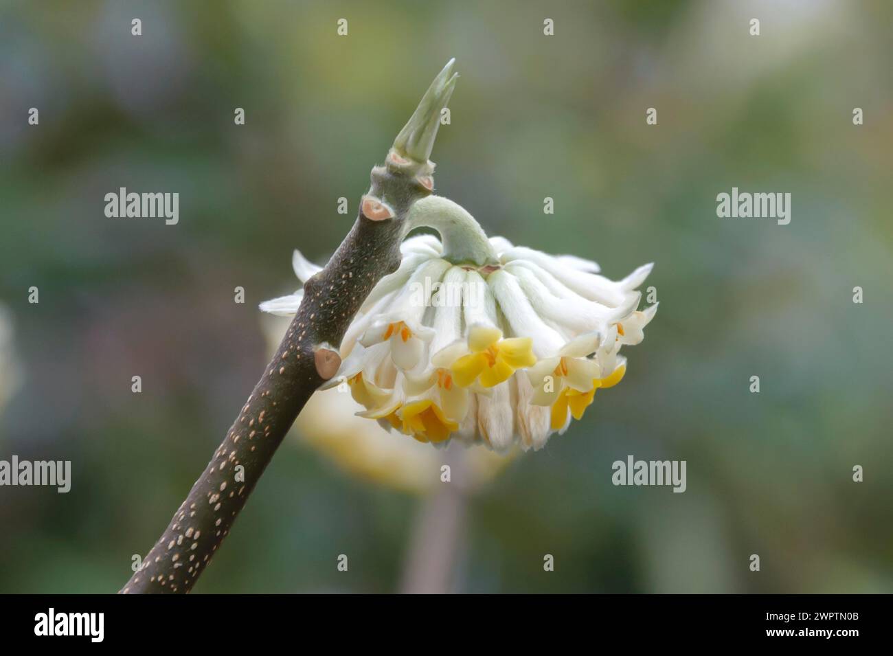 Japanese paper bush (Edgeworthia chrysantha), BS Saemann, Bautzen, Saxony, Germany Stock Photo