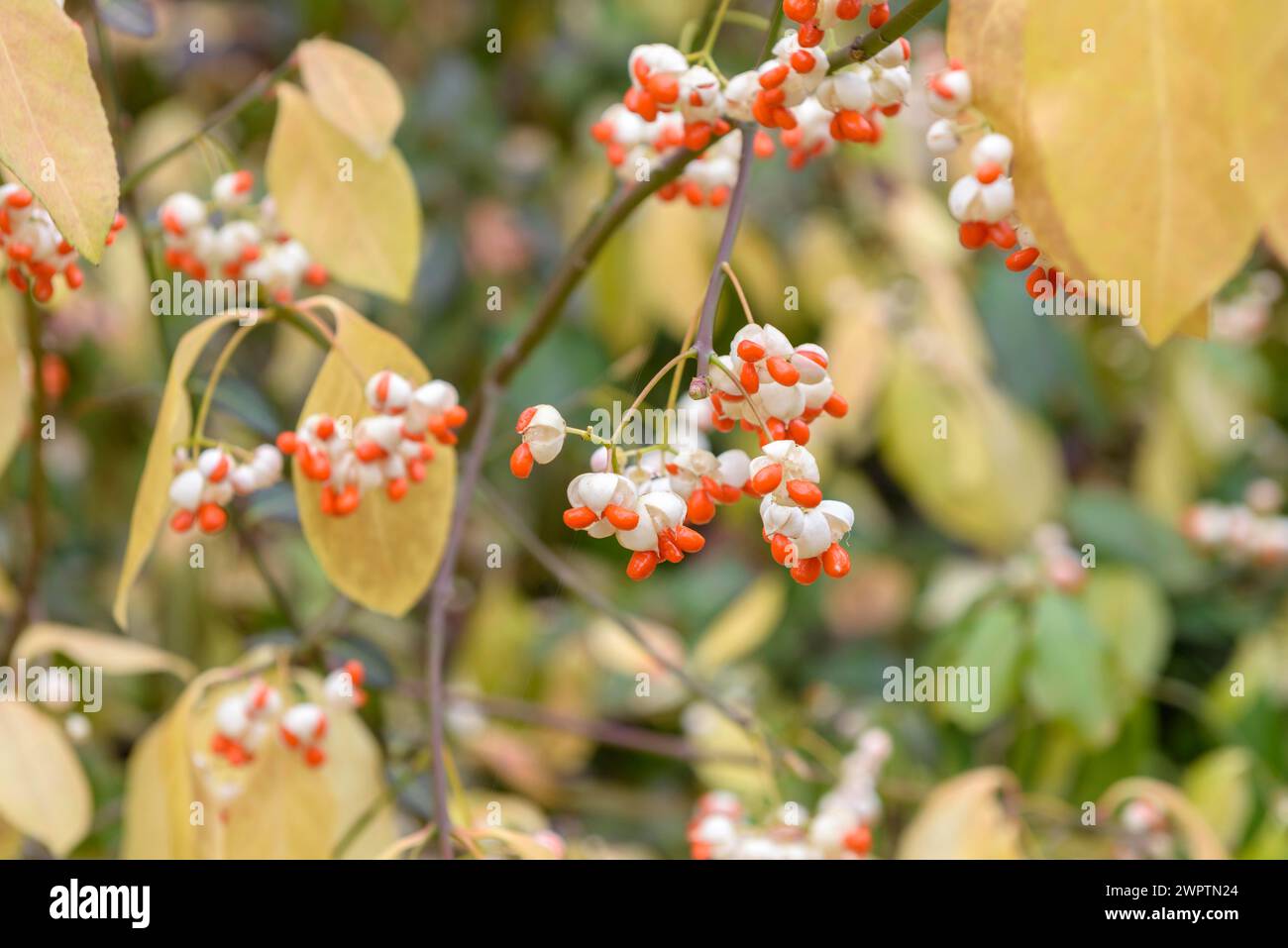 Evergreen spindle bush (Euonymus fortunei 'Vegetus'), Buergerwiese, Dresden, Saxony, Germany Stock Photo