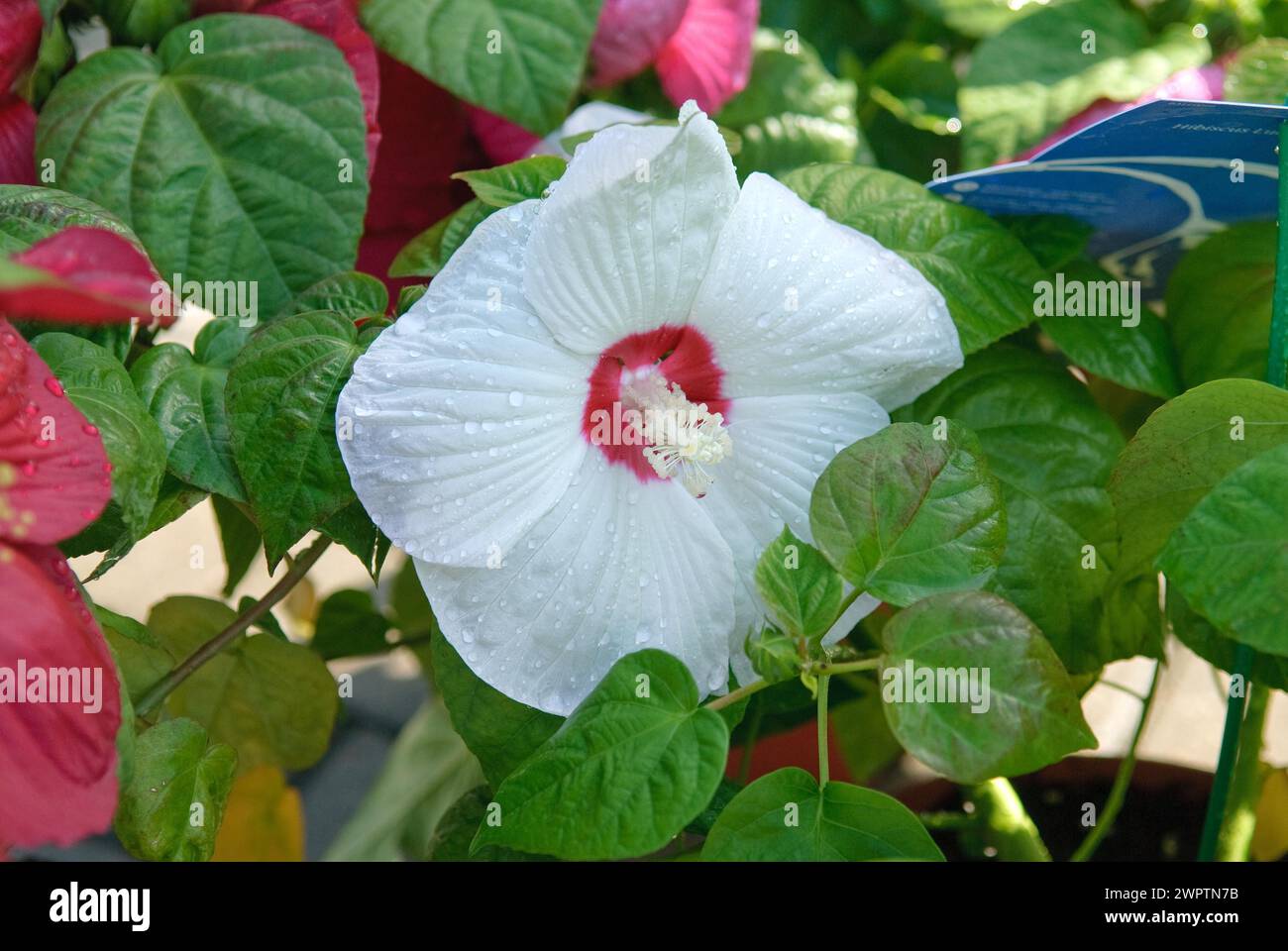 Swamp hibiscus (Hibiscus moscheutos 'Luna White'), Gartenbau Meier, Bad Dueben, 81 Stock Photo