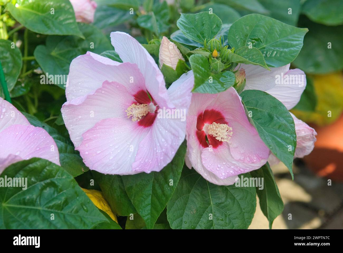 Hibiscus moscheutos 'Luna Pink Swirl', Gartenbau Meier, Bad Dueben, 81 Stock Photo