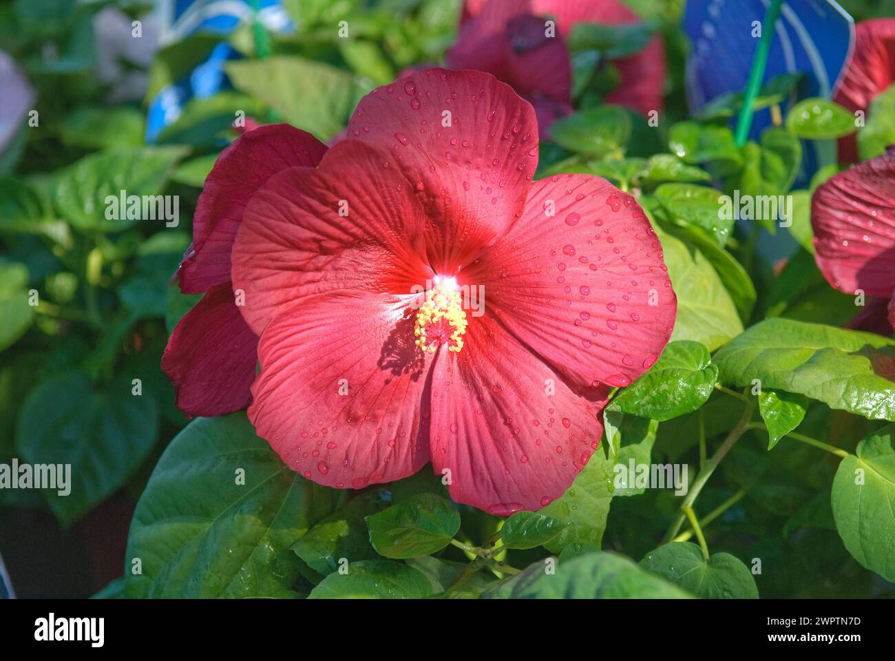 Swamp hibiscus (Hibiscus moscheutos 'Luna Red'), Gartenbau Meier, Bad Dueben, 81 Stock Photo