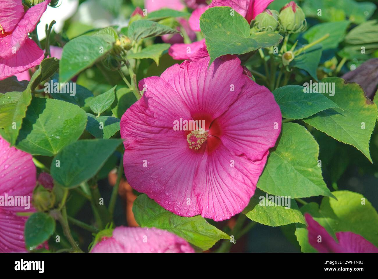 Swamp hibiscus (Hibiscus moscheutos 'Luna Blush'), Gartenbau Meier, Bad Dueben, 81 Stock Photo