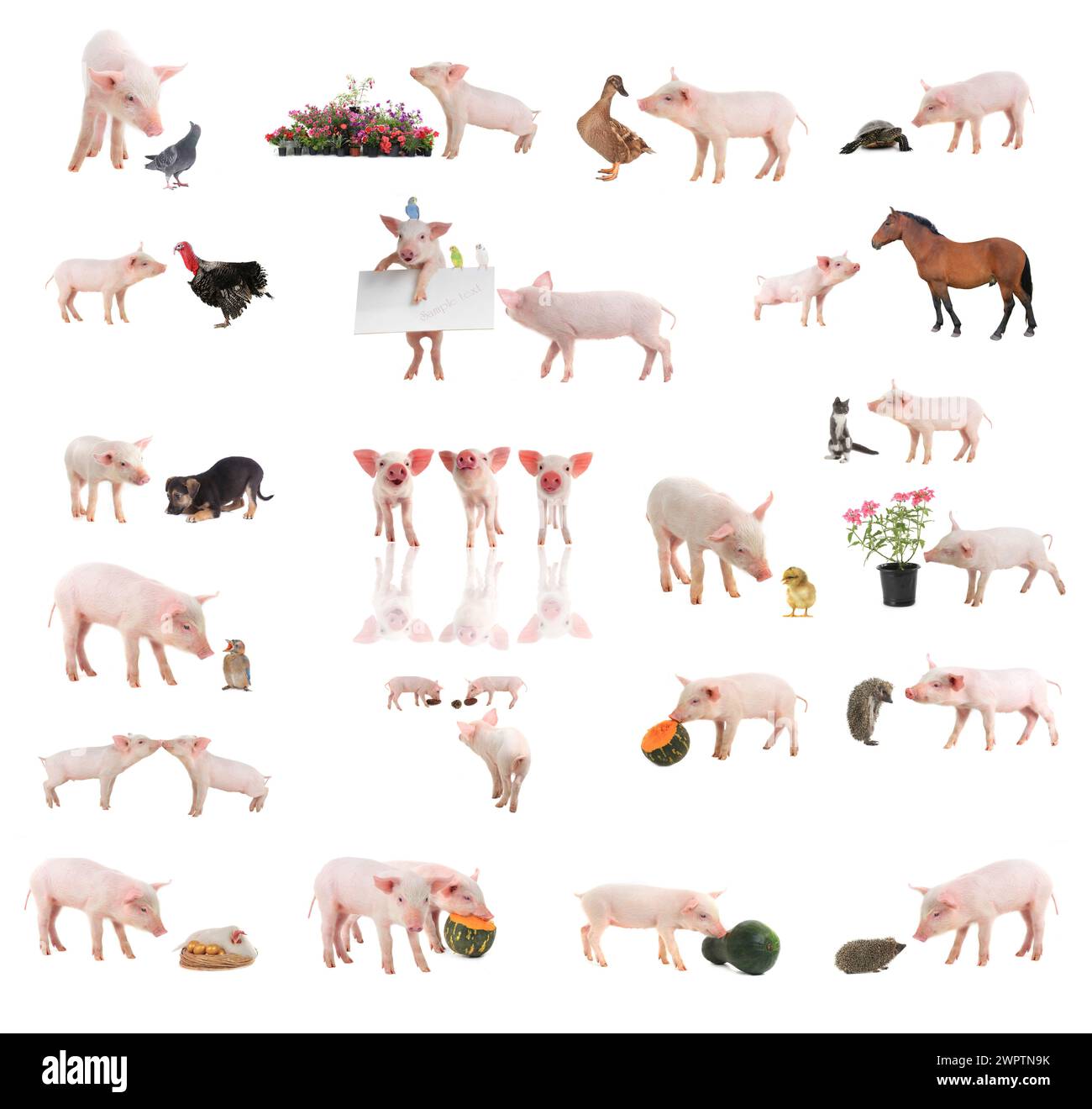 pigs with separate animals on a white background. studio Stock Photo