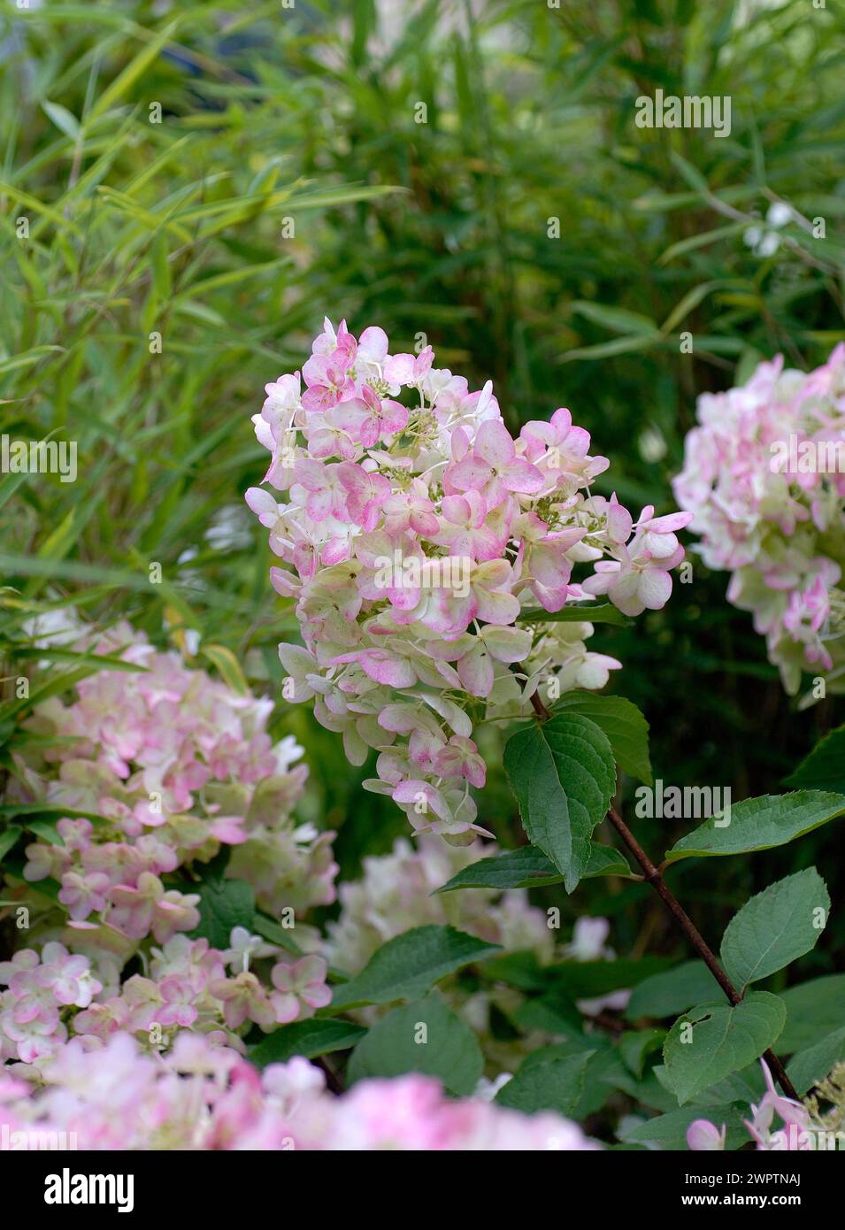 Hortensie paniculata Einzigartig Stock Photo