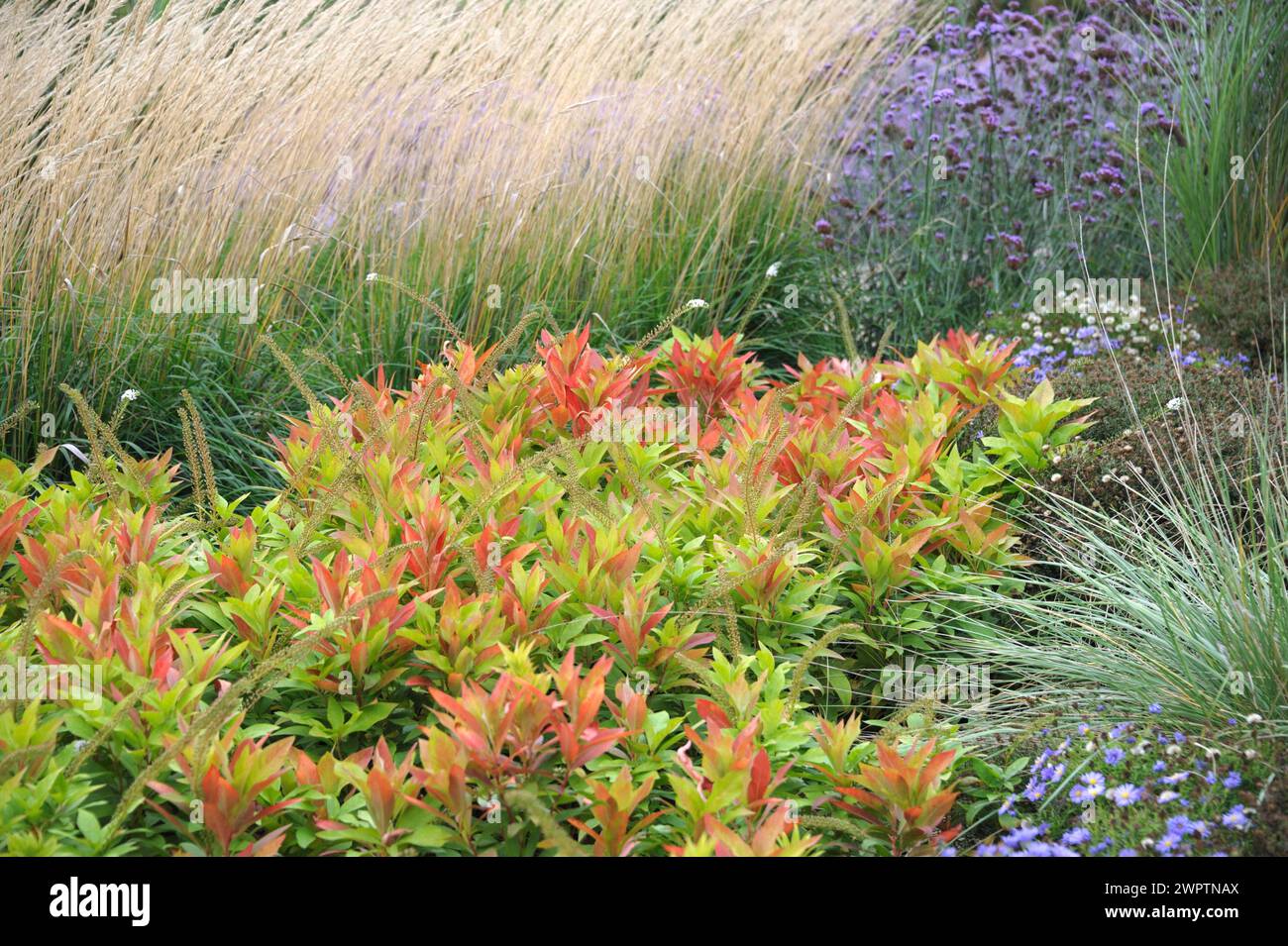 American rosemary willow (Itea virginica 'Henry's Garnet') Stock Photo