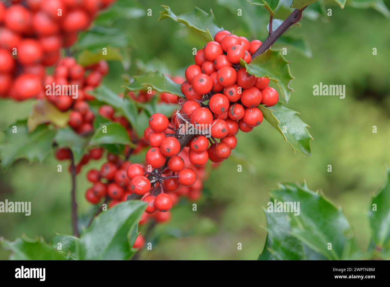 Ilex x meserveae 'Blue Princess', State Institute for Agriculture and Horticulture, Ditfurt, Saxony-Anhalt, Germany Stock Photo