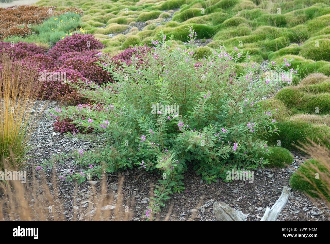 Heather garden, indigo bush (Indigofera heterantha), boulder park, Nochten, 81 Stock Photo