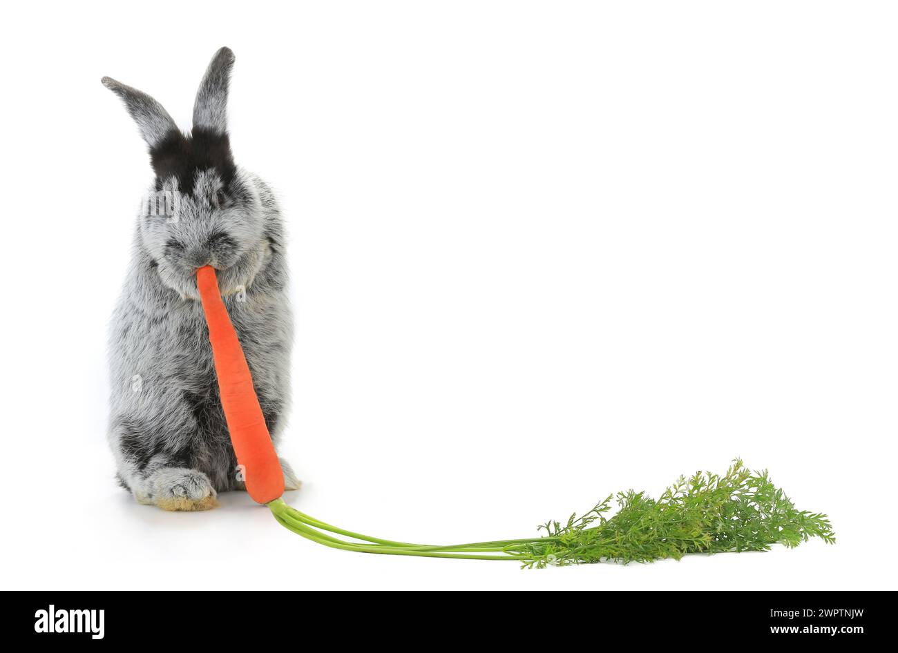 Rabbit with carrot isolated on white background Stock Photo