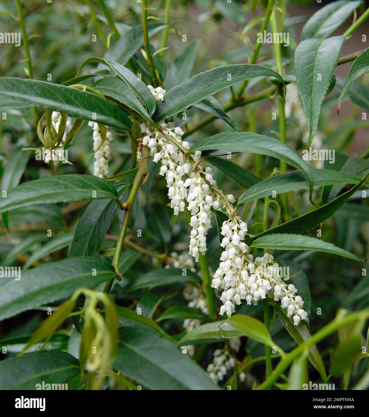 Leucothoe fontanesiana Stock Photo