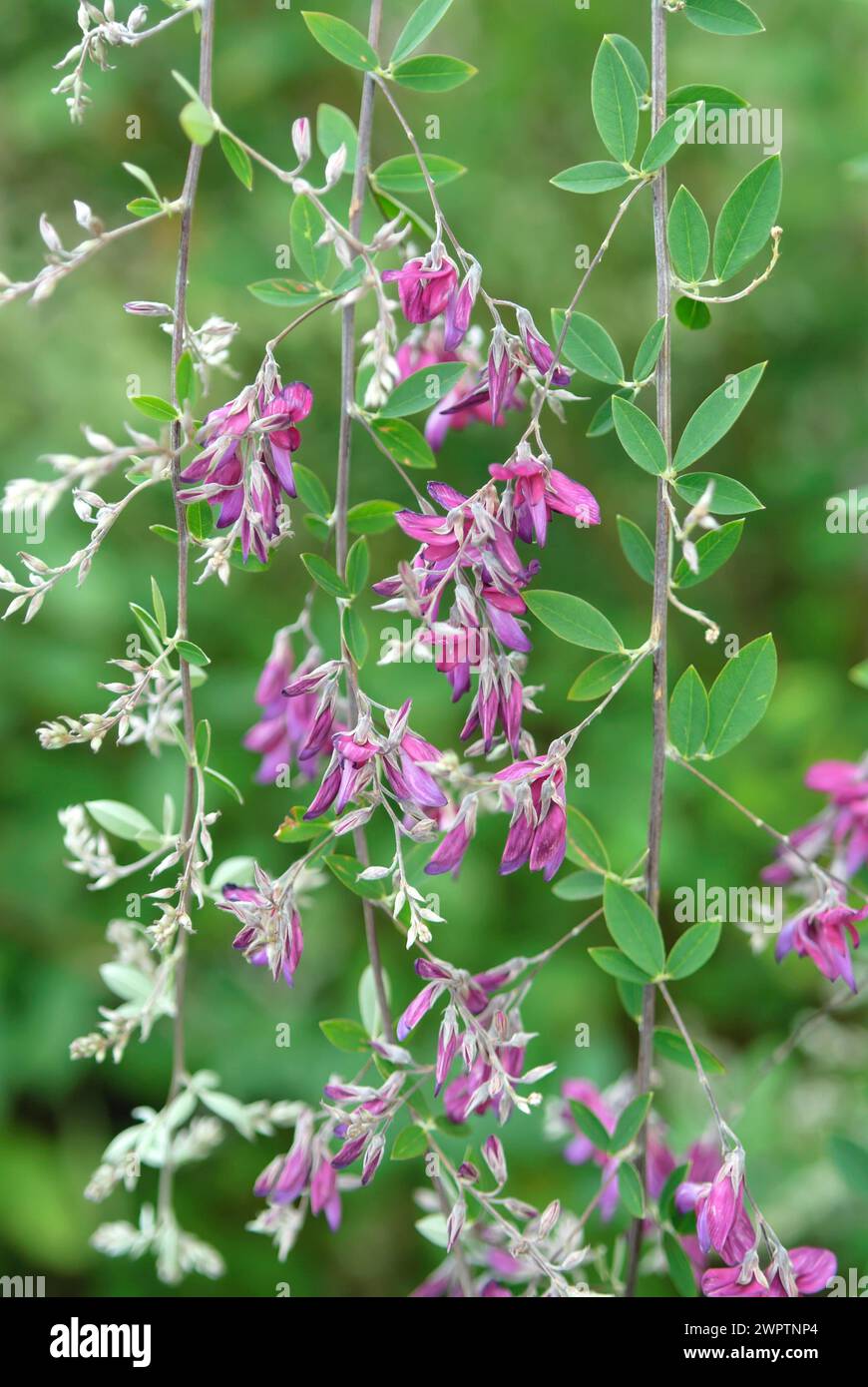 Bush clover (Lespedeza thunbergii), Saxon State Research Centre for Agriculture, Pillnitz, Saxony, Germany Stock Photo