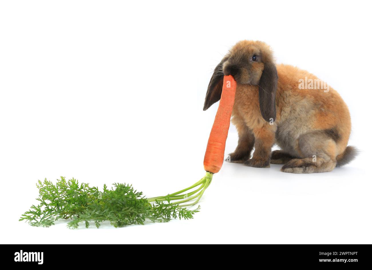 Rabbit with carrot isolated on white background Stock Photo - Alamy