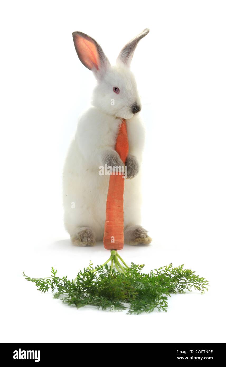 Rabbit with carrot isolated on white background Stock Photo - Alamy