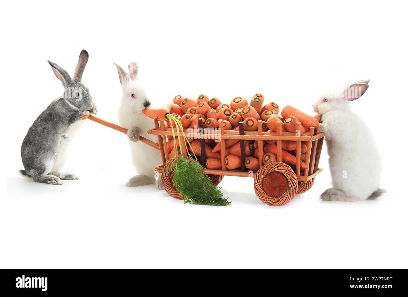 rabbits carry the cart about carrots Stock Photo