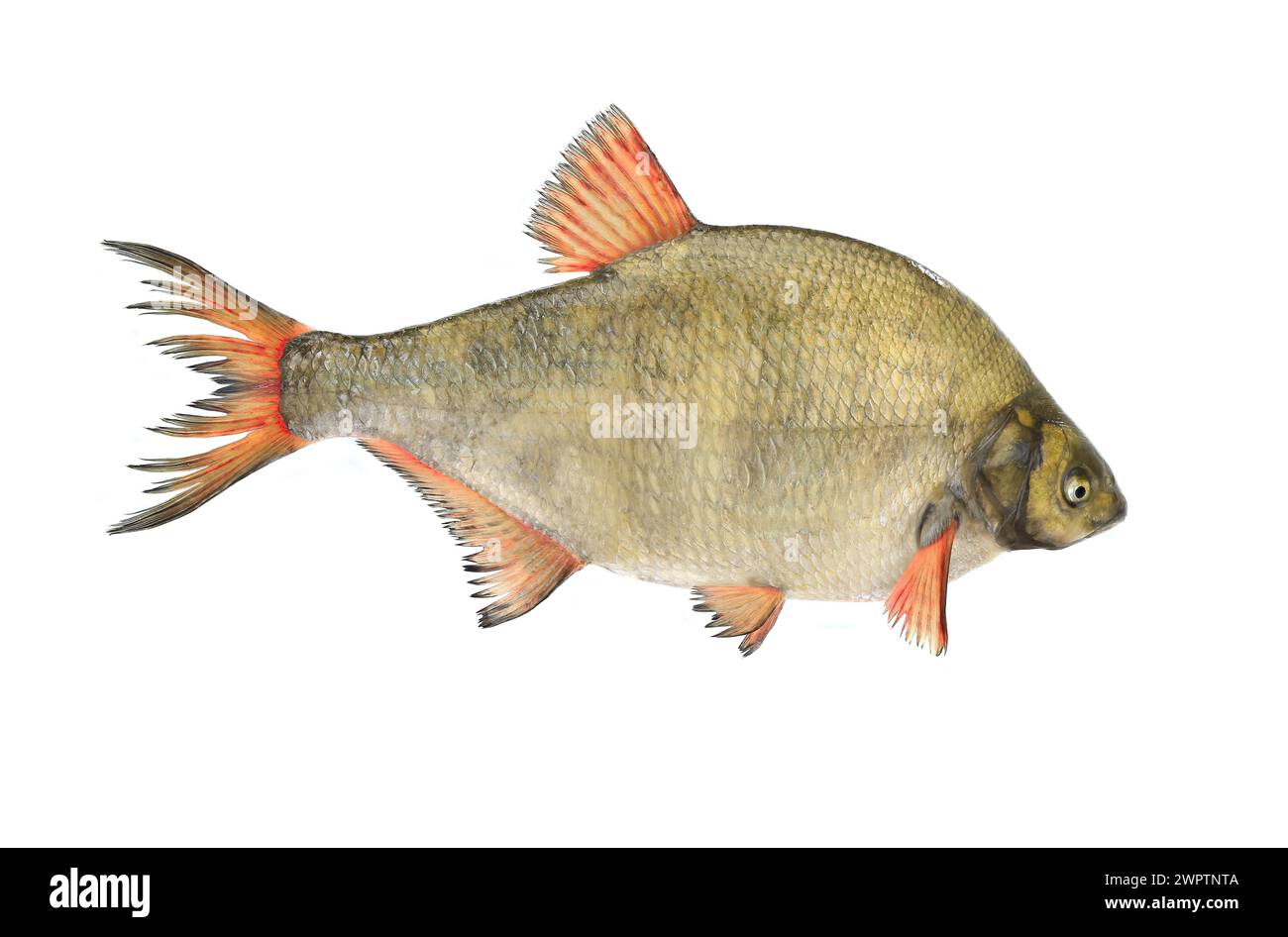 bream isolated on the white background Stock Photo