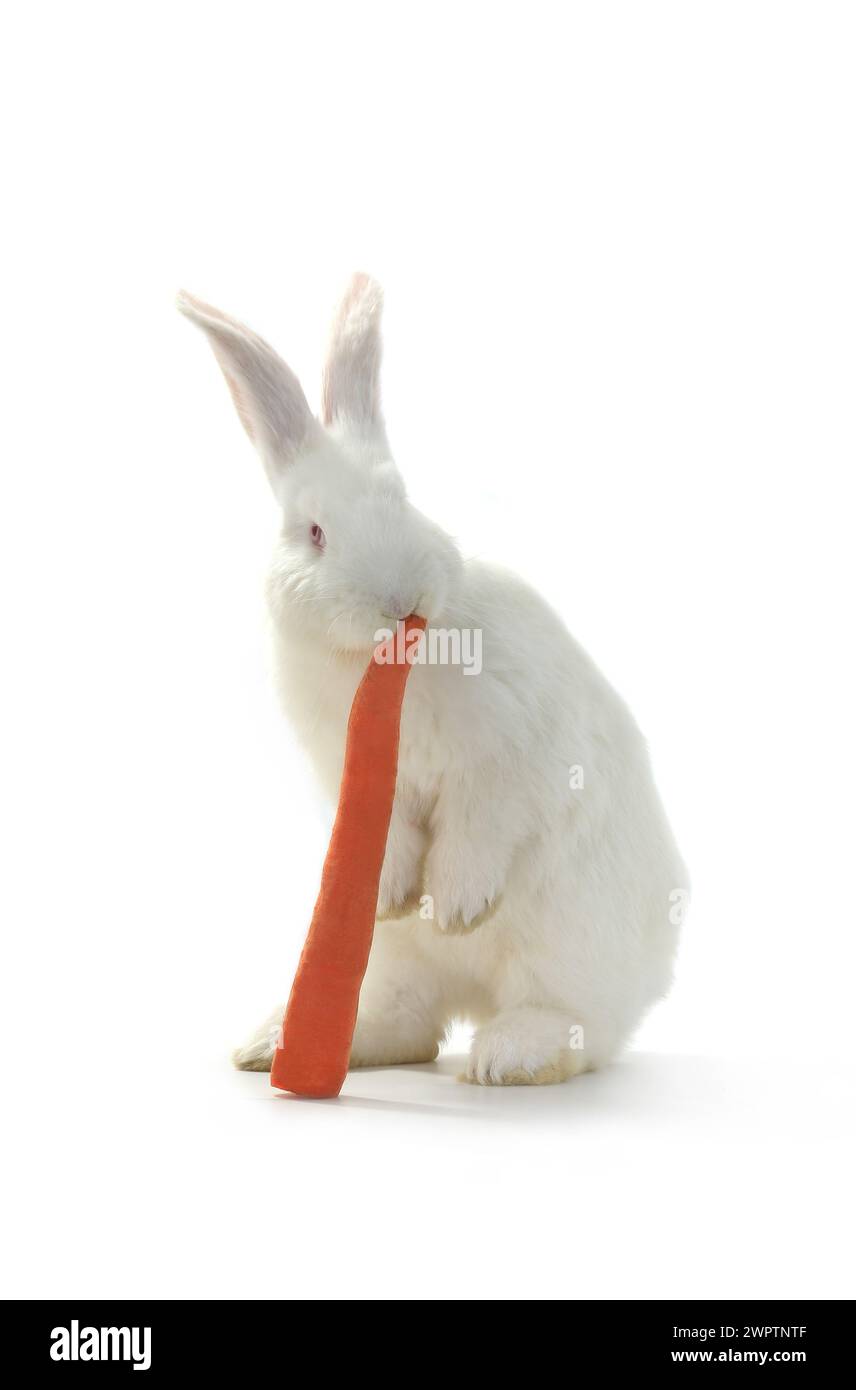 Rabbit with carrot isolated on white background Stock Photo - Alamy