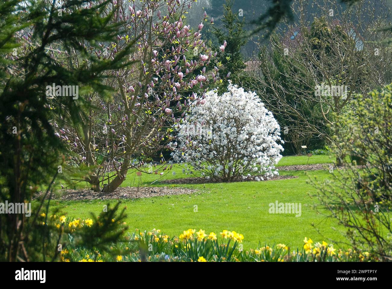 Star magnolia (Magnolia loebneri 'Encore'), Christiansberg Botanical Garden, Luckow, 81 Stock Photo