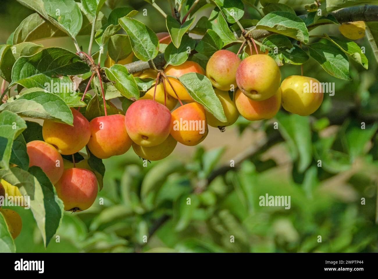 Ornamental apple (Malus 'Butterball'), Bavarian State Research Centre for Viticulture and Horticulture, Veitshoechheim, Bavaria, Germany Stock Photo