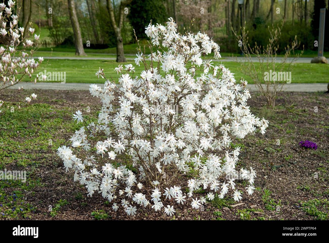 Star magnolia (Magnolia stellata 'Royal Star'), Brandenburg, Germany Stock Photo