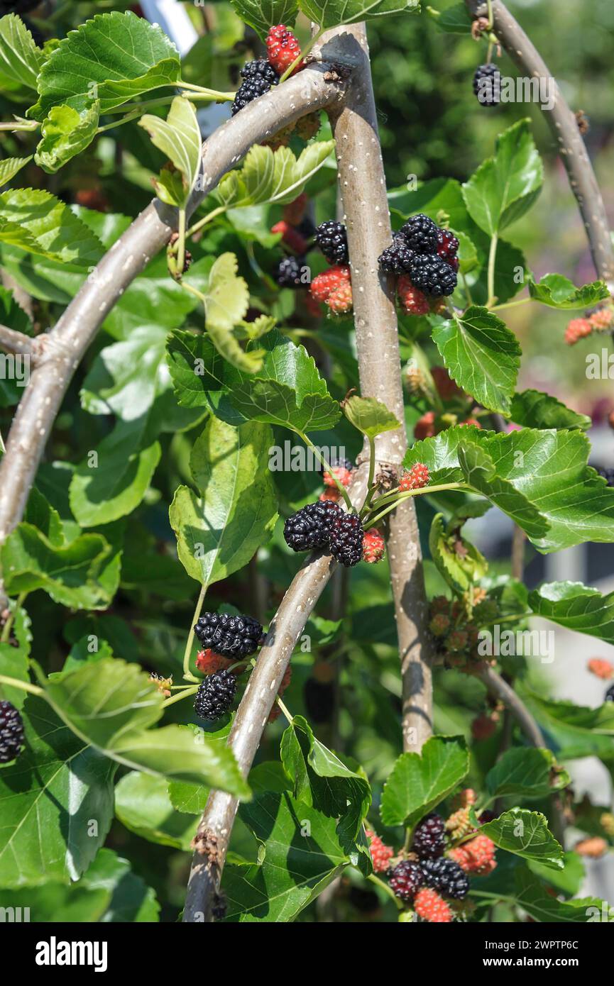 Hanging mulberry tree (Morus alba 'Pendula'), Saxony, Germany Stock Photo