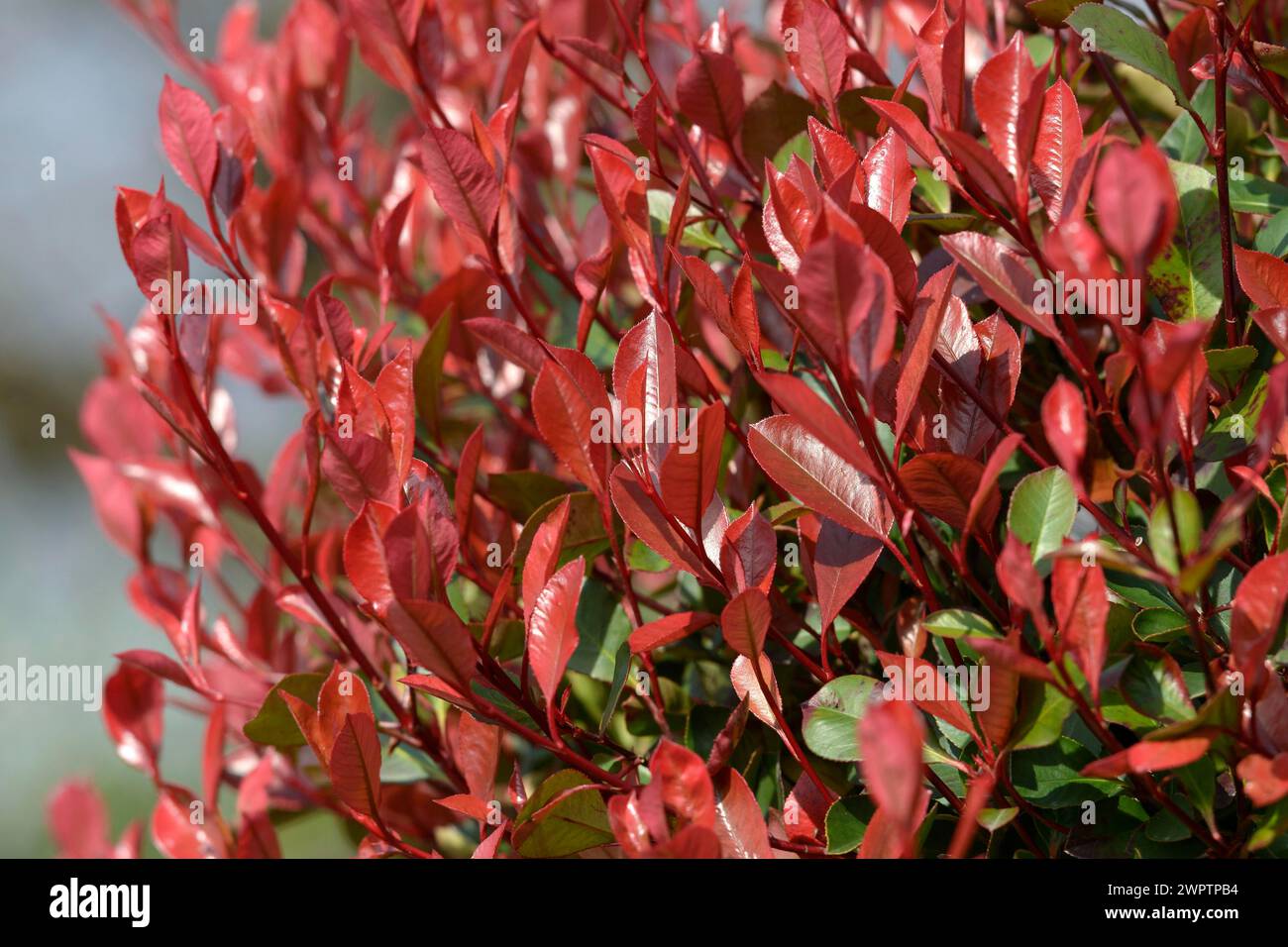 Photinia x fraseri 'Rotkehlchen' Stock Photo - Alamy