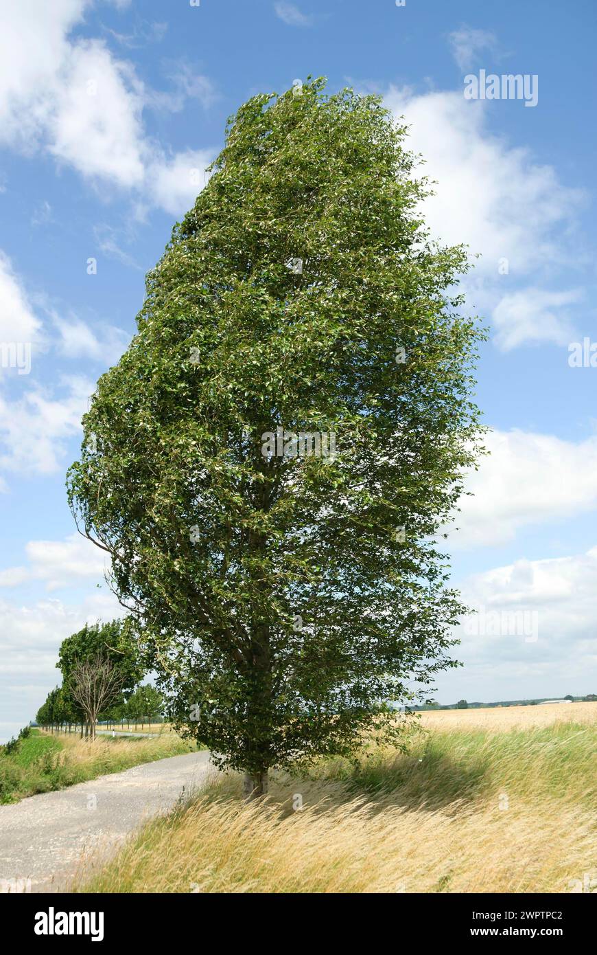 Columnar birch poplar (Populus simonii 'Fastigiata'), Roda, Saxony, Germany Stock Photo