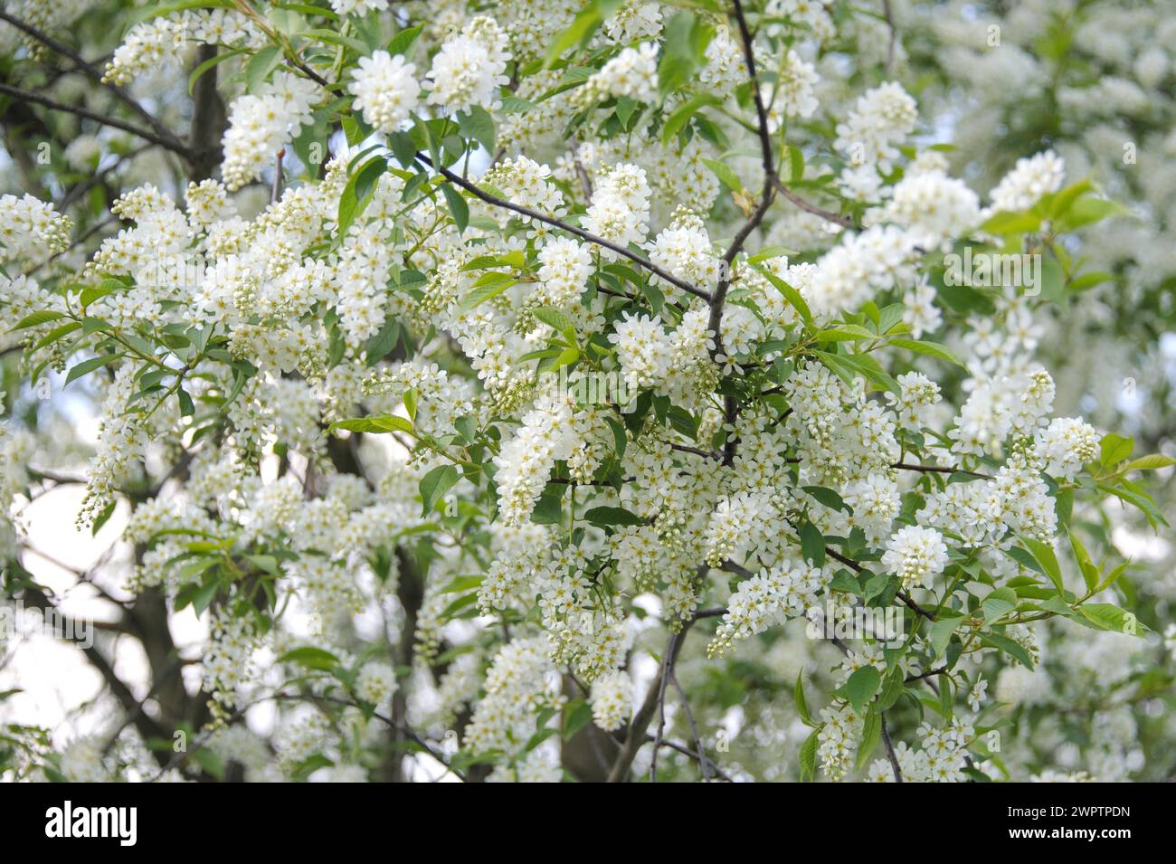 European bird cherry (Prunus padus) Stock Photo