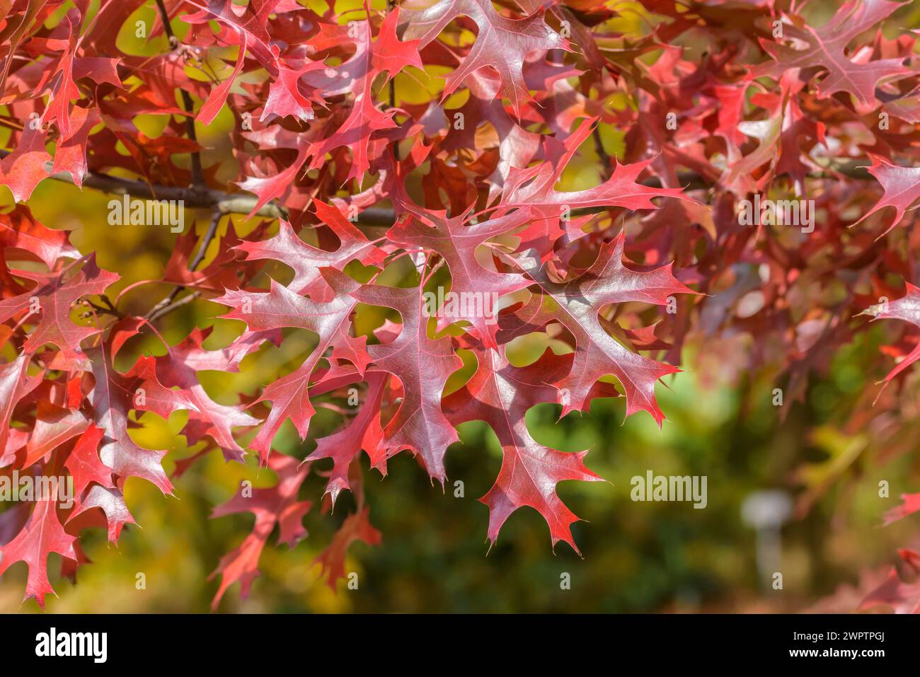 Scarlet oak (Quercus coccinea), Tharandt Forest Park, Tharandt, Saxony, Germany Stock Photo